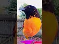 Baltimore Oriole
