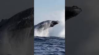 Dos gigantescas ballenas jorobadas realizan acrobacias a pocos metros de una pequeña embarcación