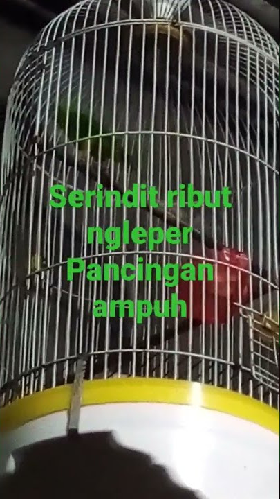 pancingan serindit ribut ngleper