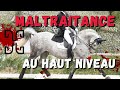 Il faut en parler  le scandale helgstrand dressage