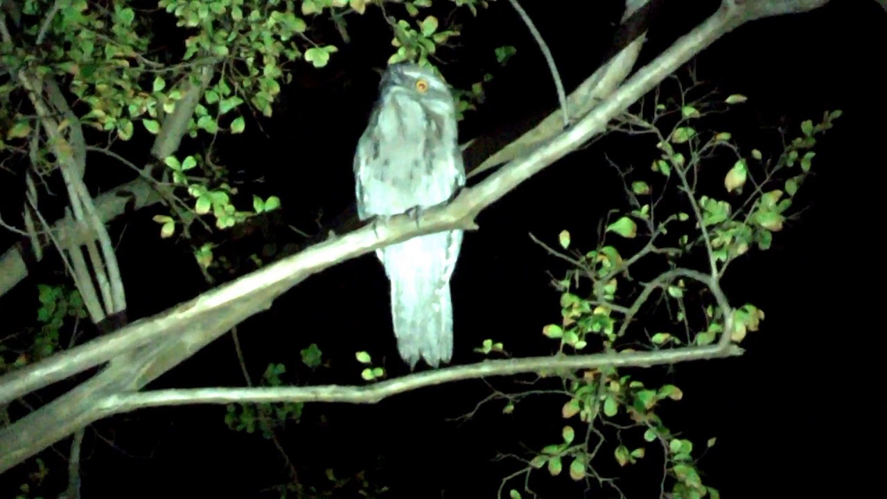Elusive Australian Tawny Frogmouth Owl caught on camera! 
