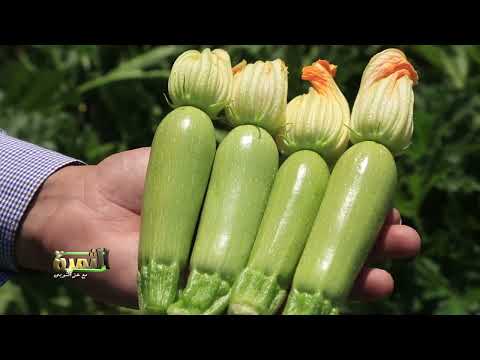 فى برنامج الثمرة اقوى اصناف الكوسة حور من شركة كانزا جروب متحمل للمناخ واعلى انتاجية للفدان 