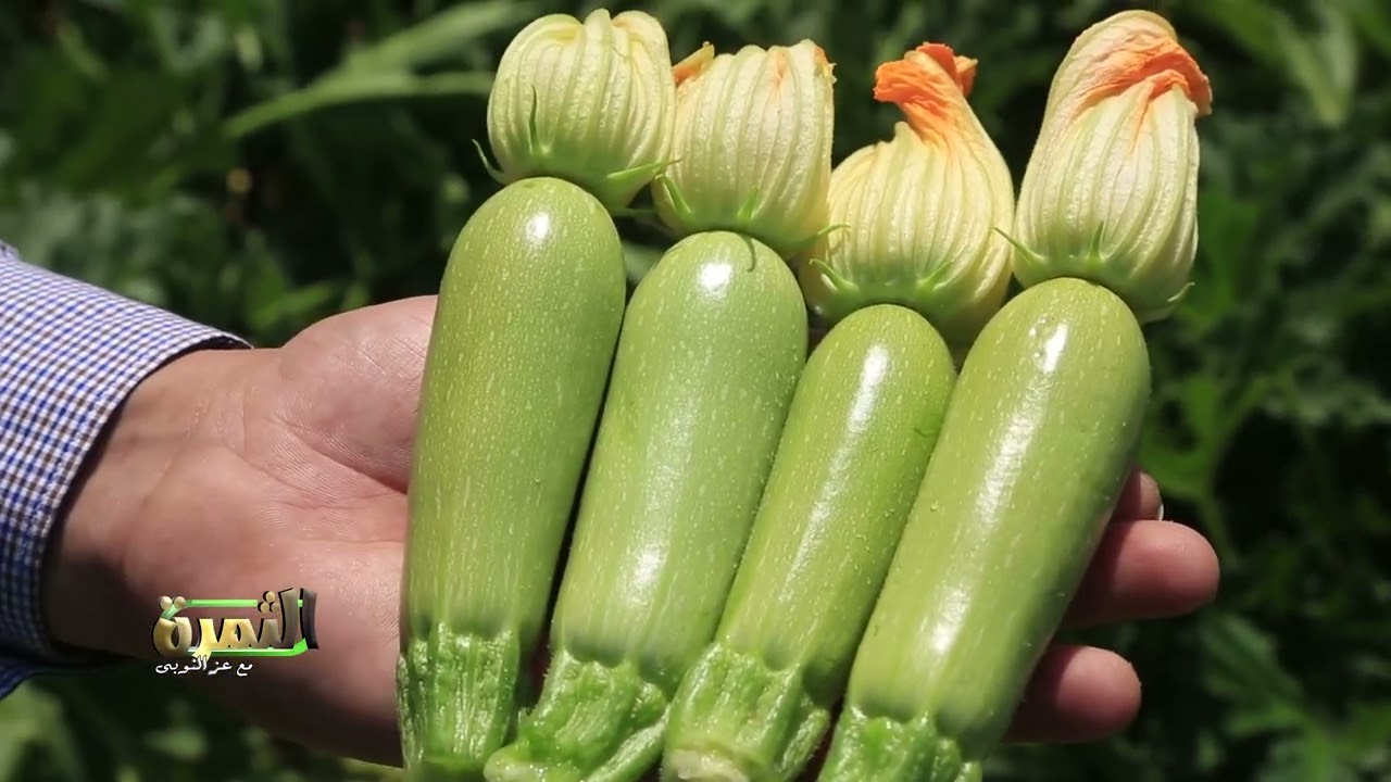 فى برنامج الثمرة اقوى اصناف الكوسة حور  من   شركة كانزا جروب متحمل للمناخ واعلى انتاجية للفدان