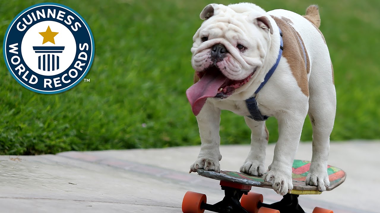 The Longest Human Tunnel Traveled Through by a Dog Skateboarder