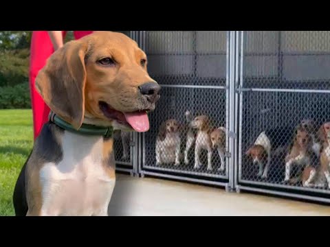 Wideo: Pet Scoop: „Najbardziej samotny pies” w USA zdobywa dom, Cyrus przyjmuje Beagle'a uratowanego z laboratorium