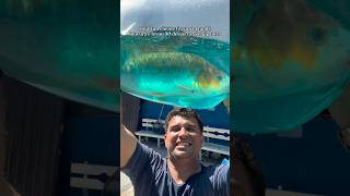 Um cliente louco levou 30 carpas coloridas gigantes 🙀🐟 #peixe #carpa #piscicultura #animal #agro