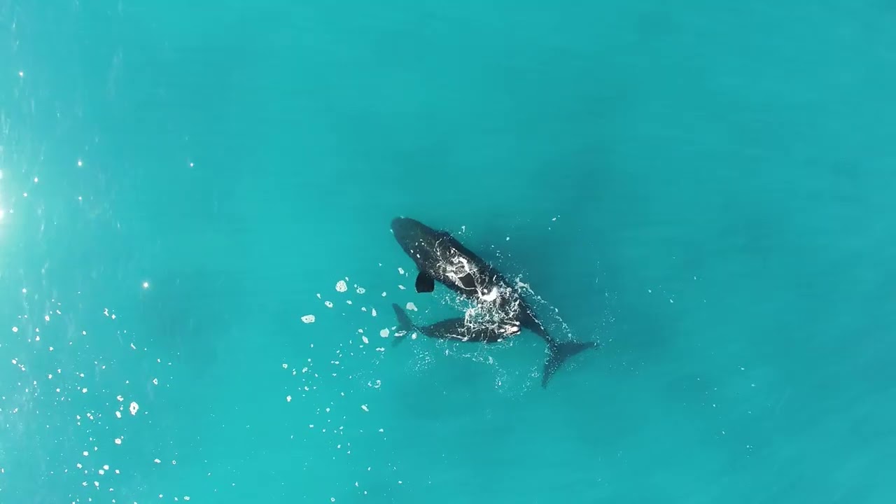 Southern right whale mother resting upside-down