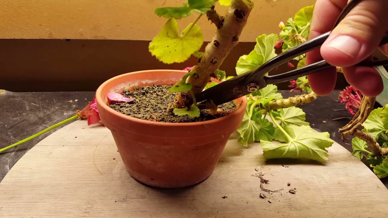 Geranium Hard Prune YouTube