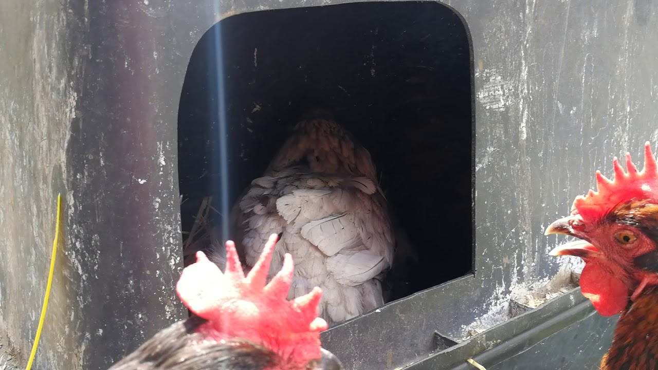 Harald viser redekasse