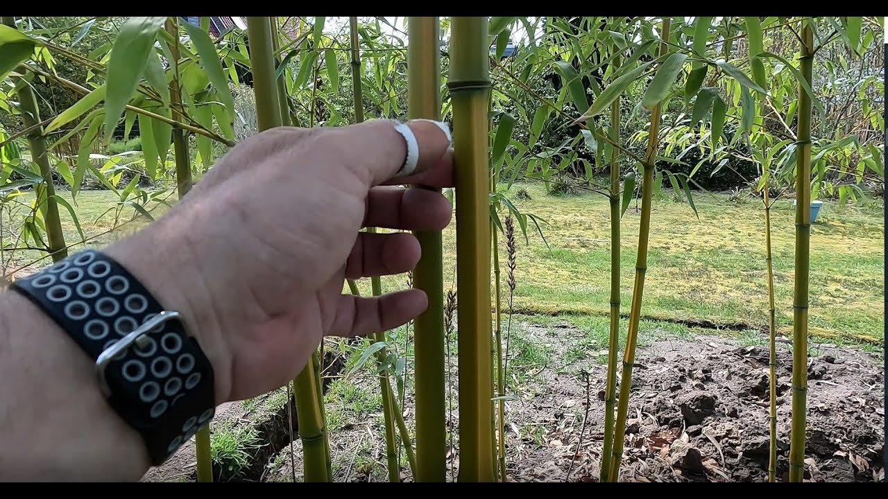 Identify Running Clumping Bamboo YouTube Identify Running Clumping Bamboo YouTube