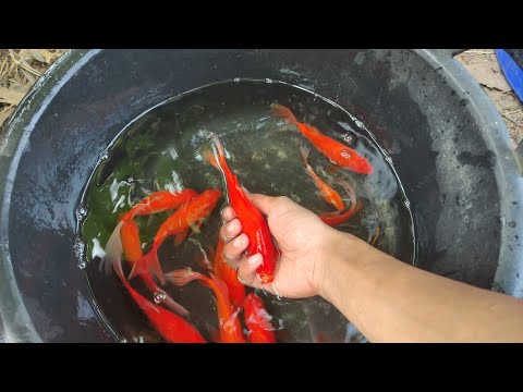 Ikan Jumbo Merah