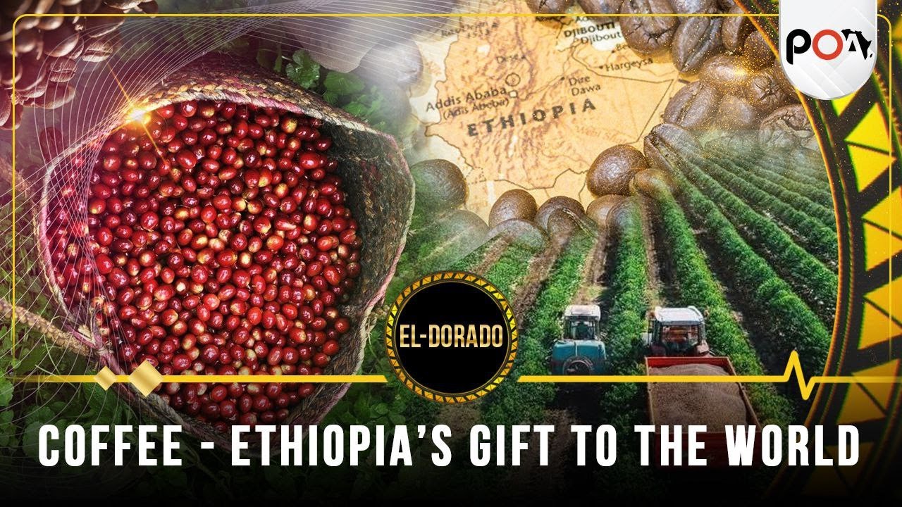 Ethiopia’s Gift to the World: Coffee From Ancient Beans to Global ...