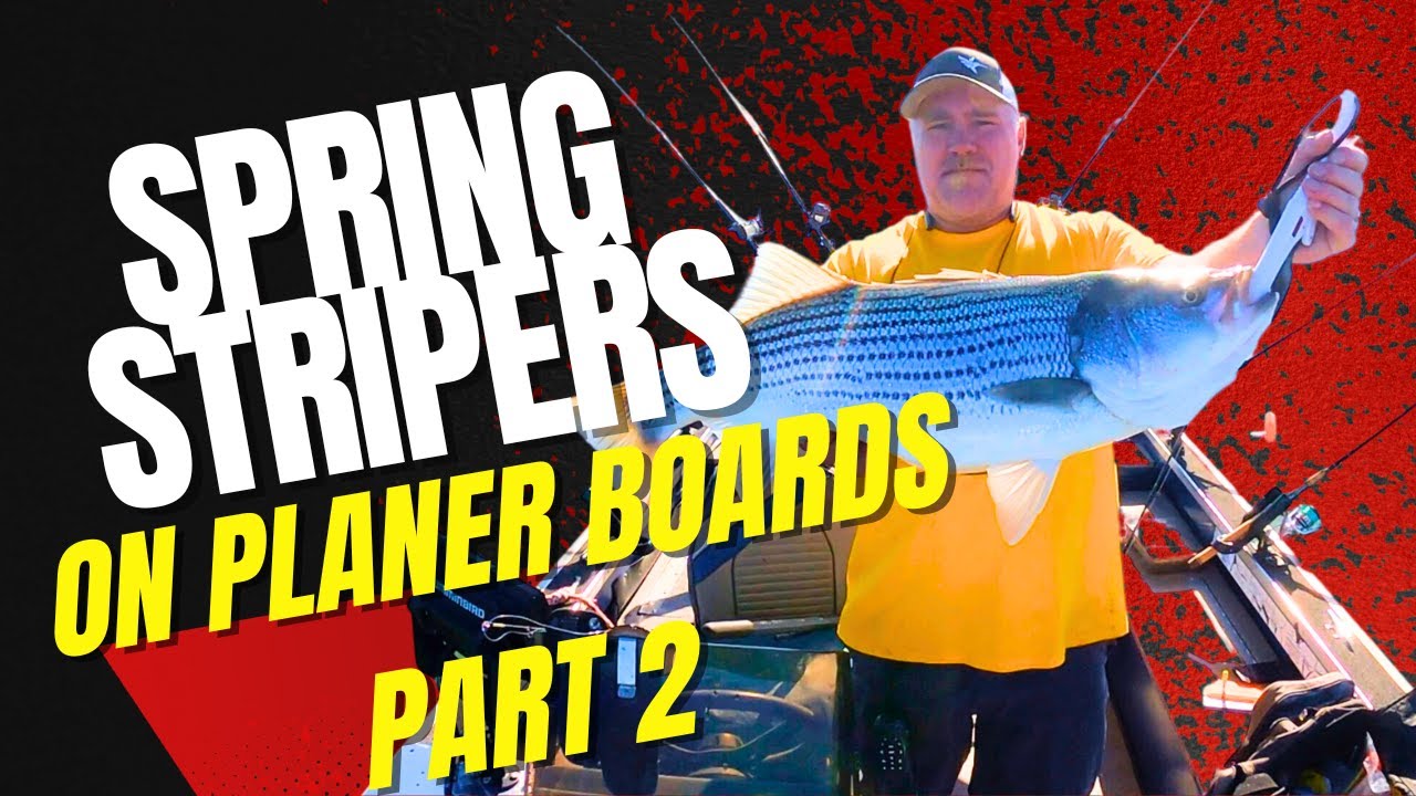 Part 2 Trolling for Stripers using Planer Boards and Herring! YouTube