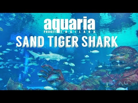 วีดีโอ: ทรายในพิพิธภัณฑ์สัตว์น้ำ: คู่มือปลา