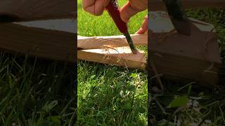 Making Feathersticks with a Swiss Army Knife! screenshot 3