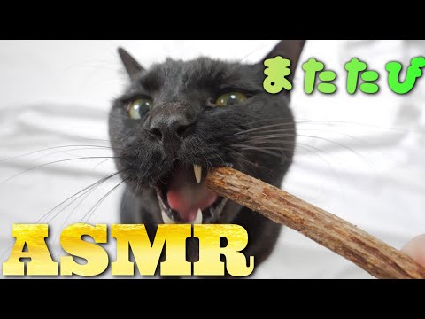 【ASMR】またたびの原木をシガシガする猫たち??Cat Chew Matatabi Sticks