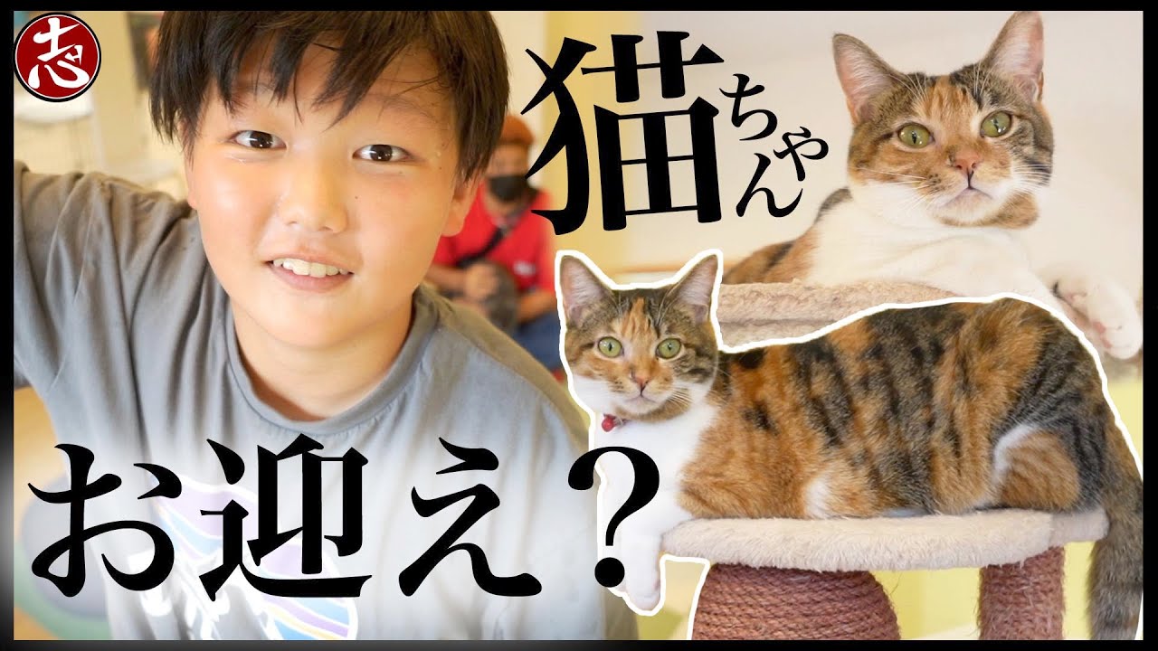 お話し中！今から猫ちゃんをお迎えする方へ maxresdefault.jpg