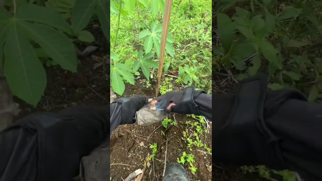 Planting pine trees, one by one.Slow work, calm mind, pure nature. 