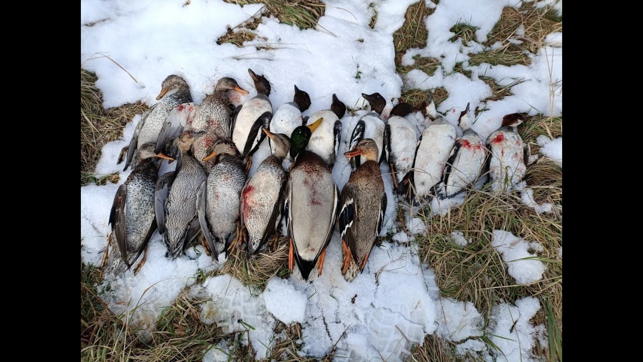 ЗАКРЫТИЕ ОХОТЫ 2025. СЕВЕРНАЯ УТКА!