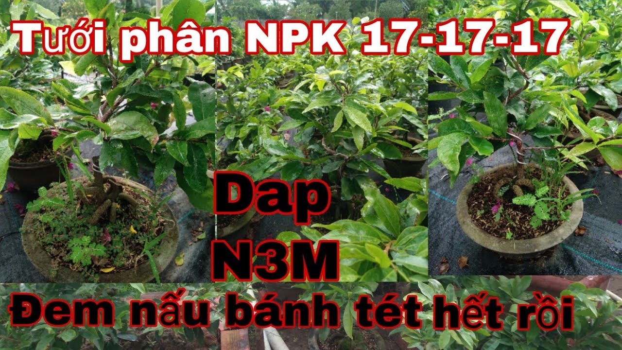 Tưới phân NPK 17-17-17- Dap- N3M liệu có đem nấu bánh tét không.