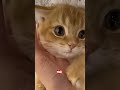 Kittens are the best thing in the world❤️‍🔥  #trend