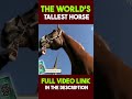 The world&#39;s Tallest Horse #facts #shorts #python