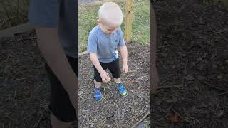 I Let Them Plant Tulips Wherever They Wanted. Chaos Gardening #growingcrops #homegarden