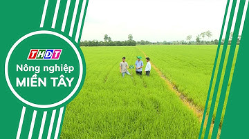 Tưới ngập khô xen kẽ, giải pháp giảm phát thải | Nông nghiệp Miền Tây