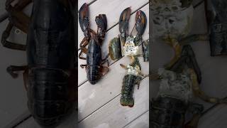 Soft Shell Lobster sheds it’s own shell also know as a Shedder! 🦞