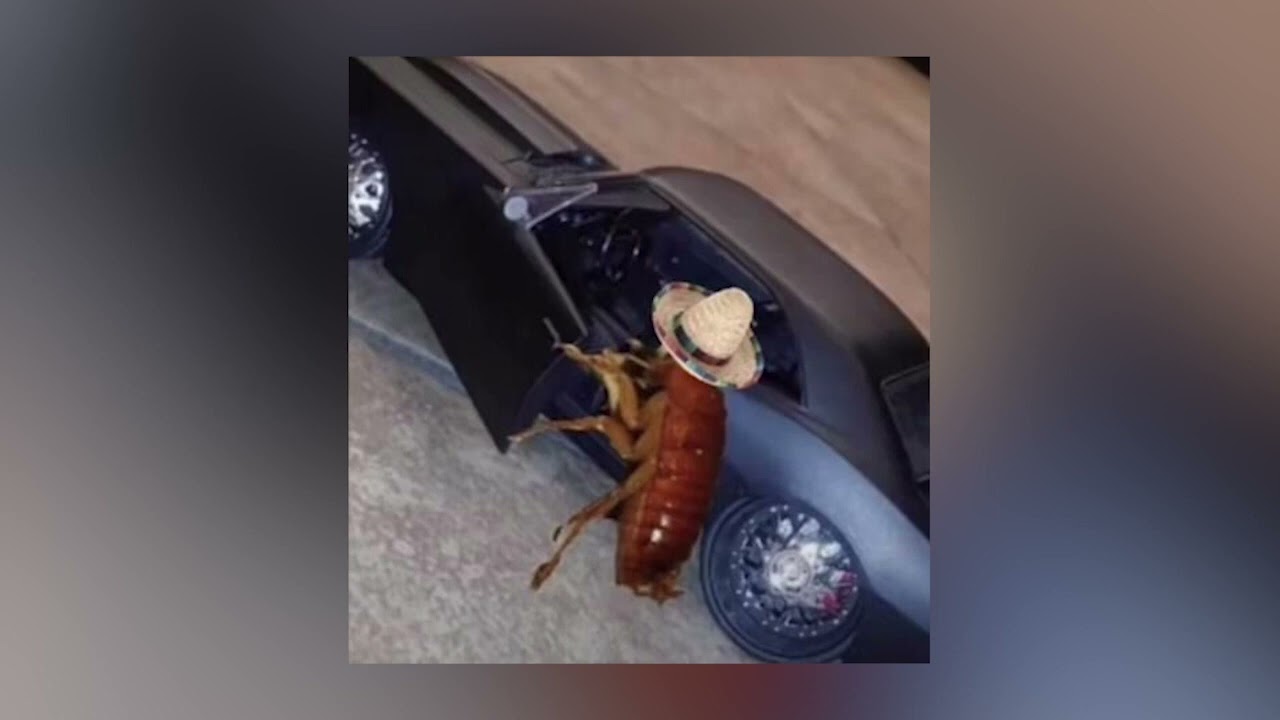 sash - ecuador | sped up