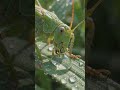 grasshopper #viral #explorenow #trending #shortvideo