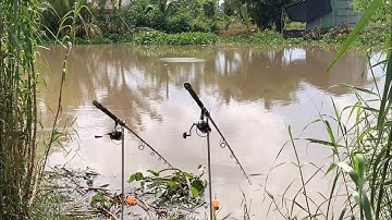 Câu Cá Tra Sông Cầm Cây Cần Này Câu Là Như Tập Tạ Luôn | Fishing Miền Tây