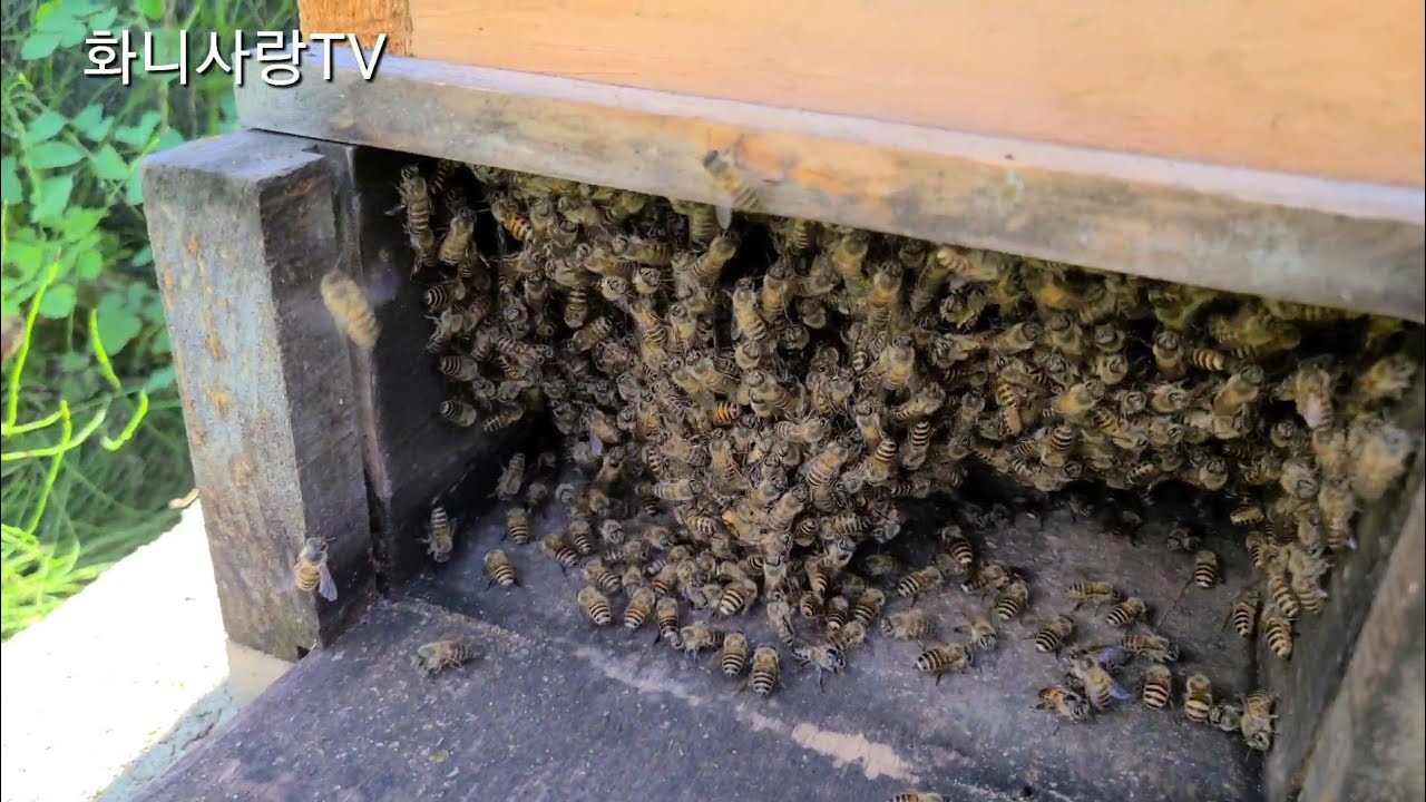 사각벌통에서 꿀 많이뜨는 방법!#사각벌통 관리 방법