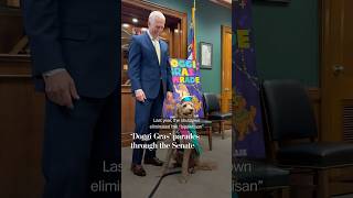 Dogs in costume parade through the Senate during 'Doggi Gras'