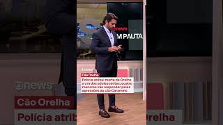 Polícia De Sc Conclui Investigação E Atribui Morte Do Cão Orelha A Um Dos Adolescentes