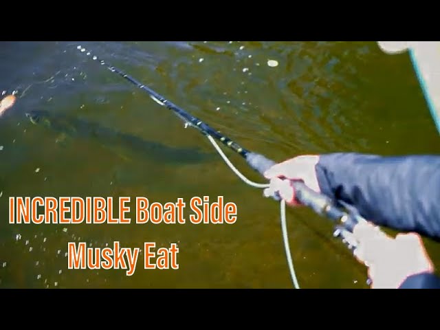 INCREDIBLE Boat Side Eat In Crystal Clear Water While Musky Fly Fishing