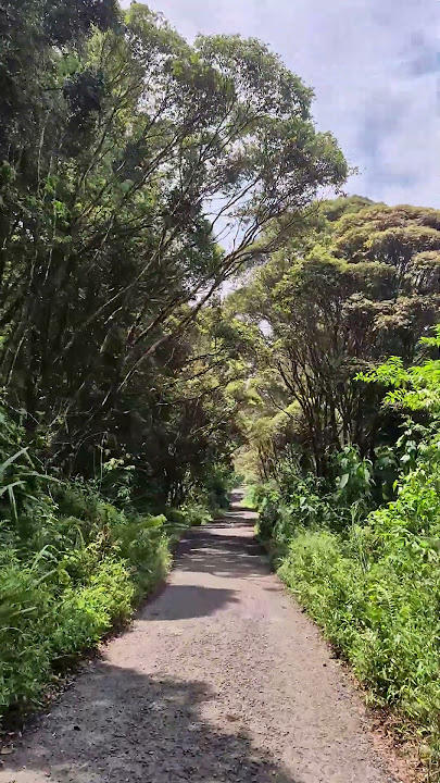 Jalan alternatif Baturaden ke Pratin Purbalingga lewat Alas Baturraden  #baturraden #pratin