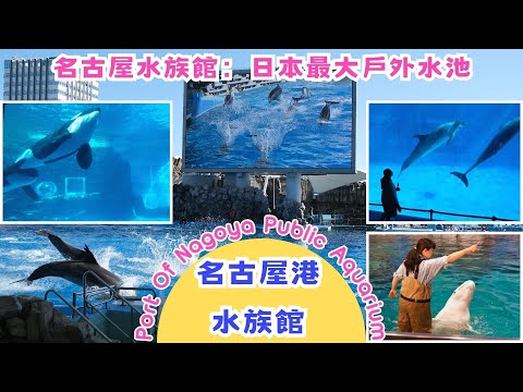 名古屋港水族館｜日本最大的表演池｜虎鯨／殺人鯨／海豚表演｜表演影片｜館內海洋生物影片＆館內介紹＆交通｜Port Of Nagoya Public Aquarium