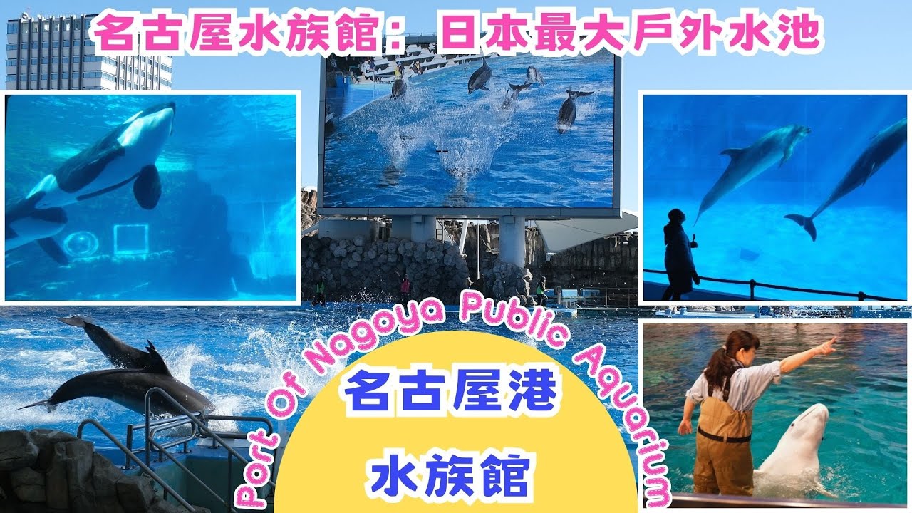 名古屋港水族館｜日本最大的表演池｜虎鯨／殺人鯨／海豚表演｜表演影片｜館內海洋生物影片＆館內介紹＆交通｜Port Of Nagoya Public  Aquarium