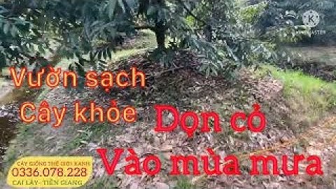 Quản lý cỏ dại vườn sầu riêng vào mùa mưa