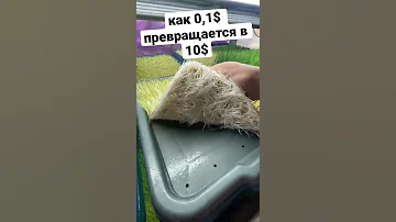 Маржинальный  бизнес ростки пшеницы сок ростков Витграсс городская ферма Бизнес Идея микрозелень