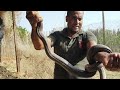 Hunting A Very Strong And Huge Egyptian Cobra With Mustafa Hegras