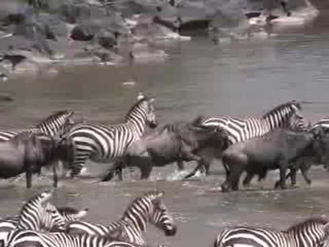 ZEBRA vs ZEBRA! + Crossing