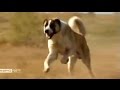 Tobet Dog Kazakhstan | Тобет - казахский волкодав