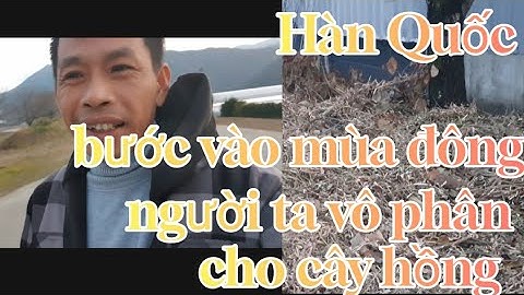Tiến cuộc sống Hàn Quốc,bước vào mùa đông,nông dân Hàn Quốc vô phân cho cây hồng