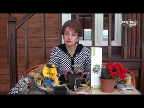 Как сохранить саженцы голубики до весны в домашних условиях