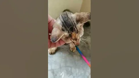 Watch the video about Domestic Short Hair Kitten For Adoption - 3 Months, Mini from Shah Alam, Selangor