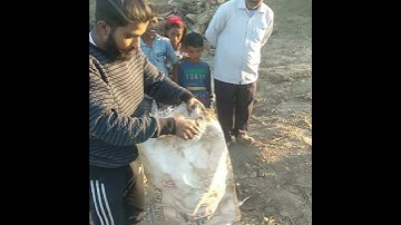 baby python rescue 😱 //#snakerescue #short #youtubeshorts #shortvideo #viralshorts #trending #viral