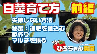 白菜の育て方【前編】栽培【失敗しない方法】畝作り【マルチ張り】