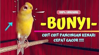 WOW❗Suara PANCINGAN Kenari Paud Agar CEPAT Belajar Bunyi Ngeriwik || MASTERAN KENARI Paud #40